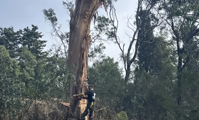 Abattage d’un eucalyptus au Rayol canadel sur mer, Cavalaire-sur-mer, GUILBOT ÉLAGAGE