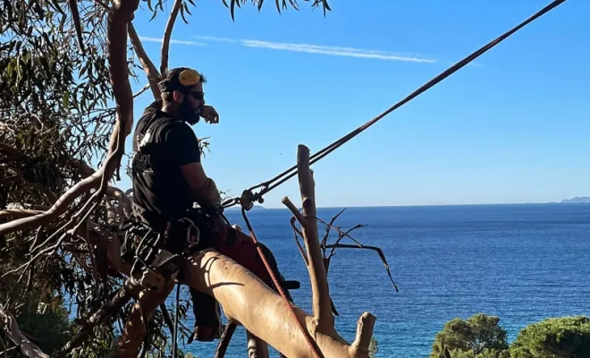 Abattage d'arbre, Cavalaire-sur-mer, GUILBOT ÉLAGAGE